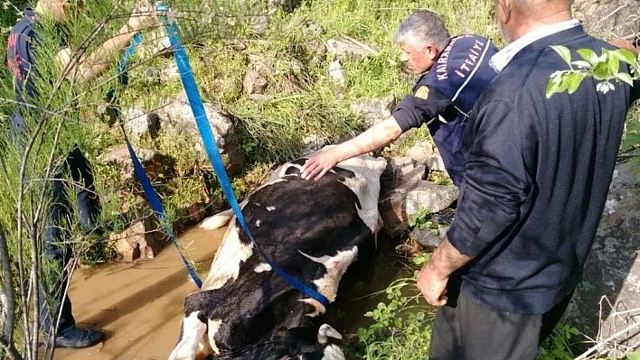 Dereye düşen inek 3 saatlik operasyonla kurtarıldı
