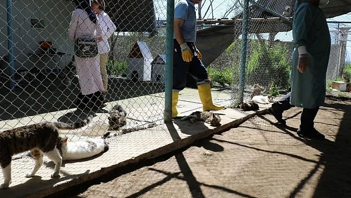 Veteriner hekimden yavru kedi uyarısı
