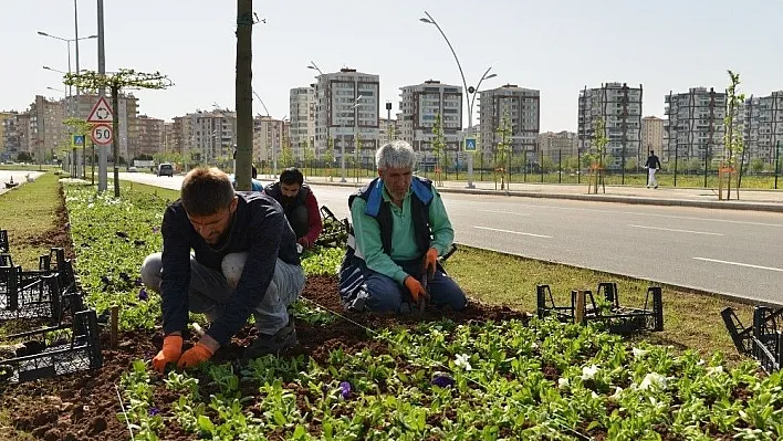 Büyükşehir, 4 milyon yazlık mevsimlik çiçek dikecek
