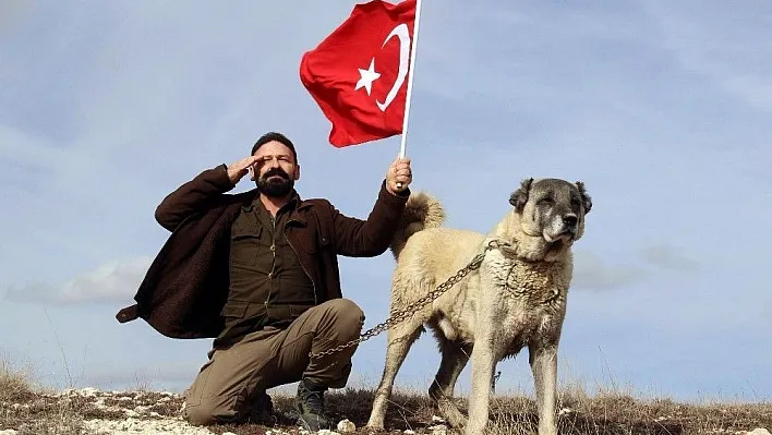 Türk Kangalı, ABD'nin aslanına karşı
