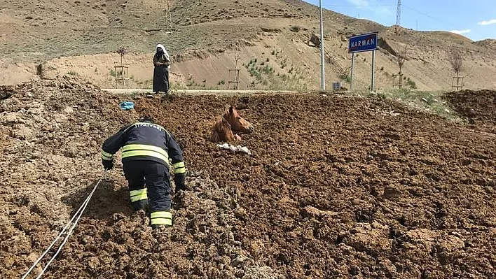 Hayvan gübresine batan At itfaiye ekiplerince kurtarıldı
