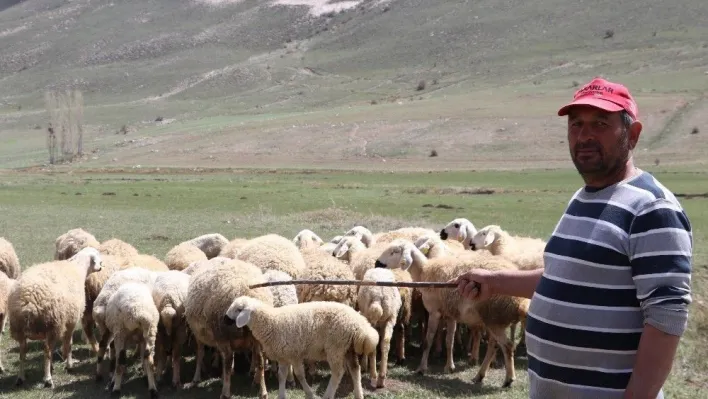 Çobanlar fiyat arttırınca, kendi sürüsüne çoban oldu
