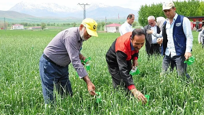 Süneyle mücadele için 160 bin faydalı böcek doğaya salındı
