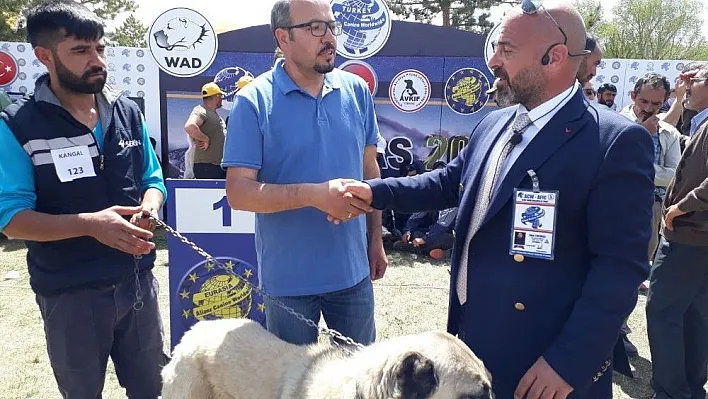 Türk çoban köpekleri ırk standartları yarışması
