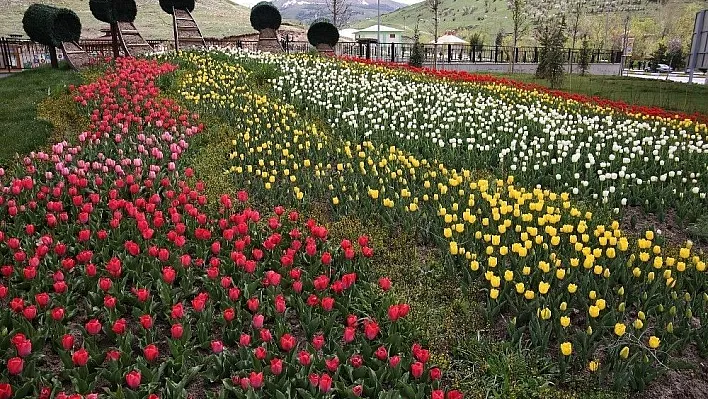 Büyükşehir, şehre 650 bin lale, 900 bin çiçek dikti
