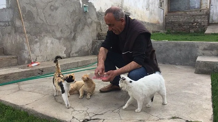 Kapı açmasıyla dikkat çekmişti, o kedi kayboldu
