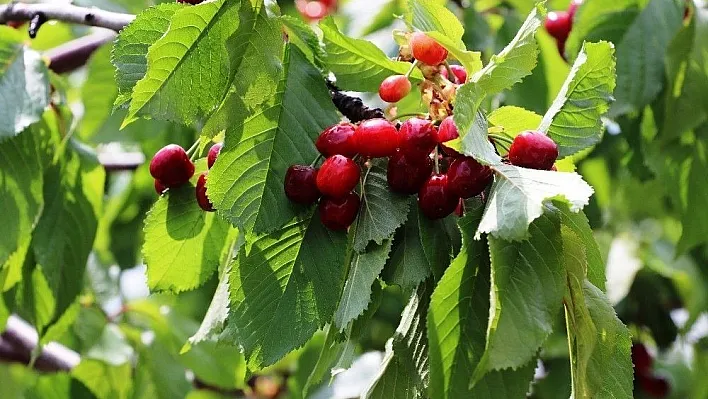 Yeşilyurt'un erkenci kirazı turfandada hasat başladı
