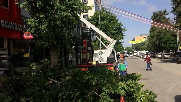 Belediye ekipleri ağaçların bakımını yapıyor
