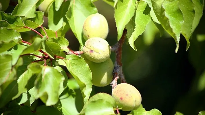 Kayısı üreticisinde Çil Hastalığı paniği
