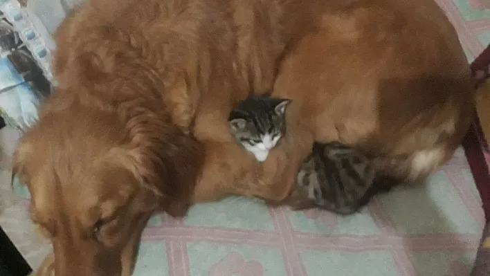 Poşetle çöpe atılan 3 kedi yavrusuna bir köpek annelik yapıyor
