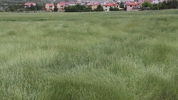 Buğday başaklarının rüzgarla dansı
