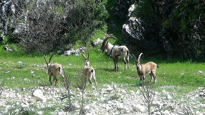 Avlanacak yaban keçilerinin ihalesi yapıldı
