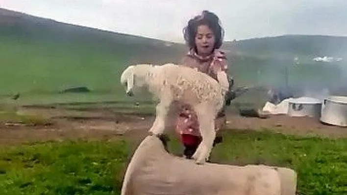 Minik kız keçi yavrusuna şarkı söyleyerek dans ettirdi
