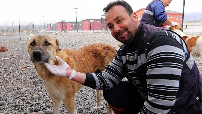 Bingöl Belediyesi Hayvan Bakımevi, onların evi oldu
