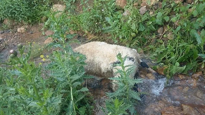 Sürüden ayrılan koyunlara kurtlar saldırdı, 40'ı telef oldu