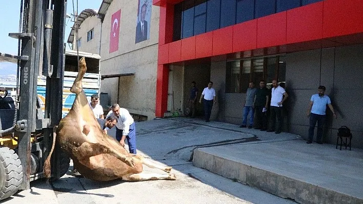 Erdoğan'ın seçim zaferini büyükbaş kurban keserek kutladı
