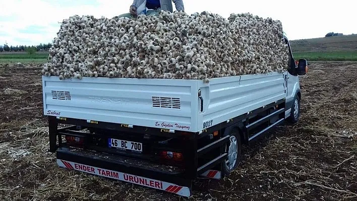 Pazarcık'ta 15 bin ton sarımsak üretiliyor
