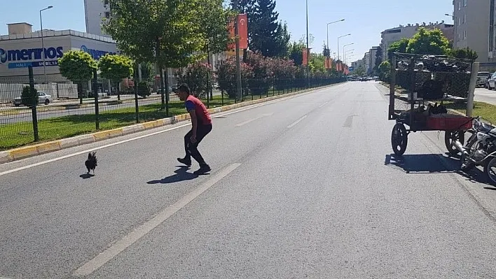 Karayolunda tavuk kovaladı
