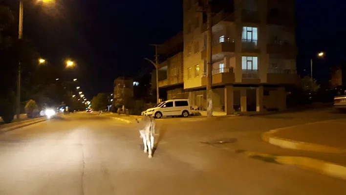Başıboş eşek sürücülere zor anlar yaşattı

