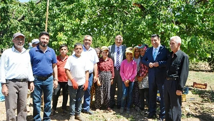 Vali Kaban kayısı hasadını yerinde inceledi
