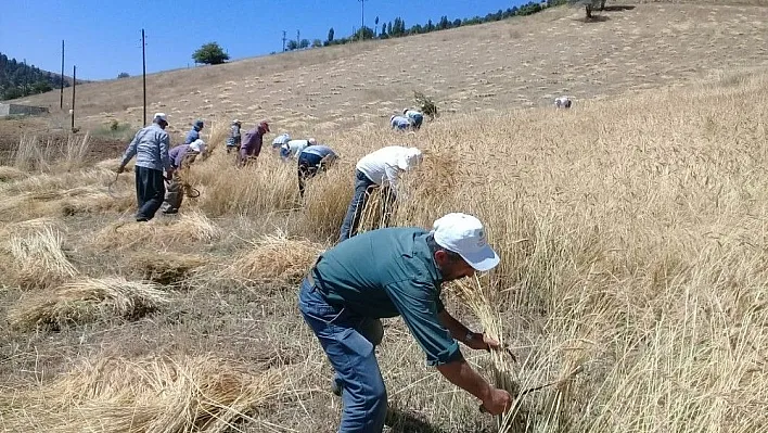 Ata yadigarı ellik ve orakla ekin biçiyorlar
