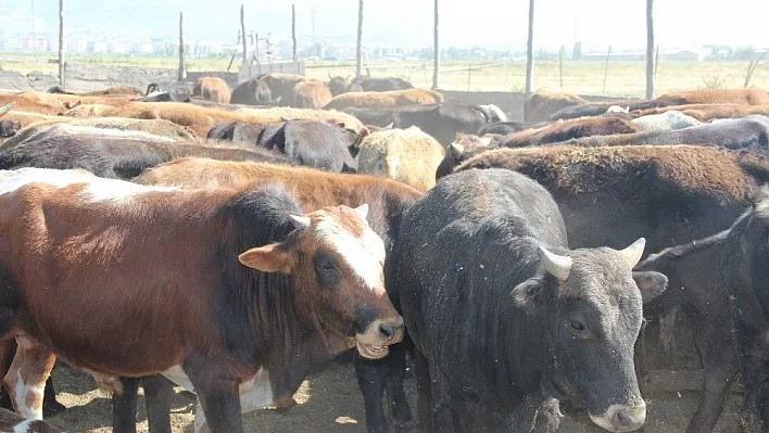 Erzurumlu üreticiler Kurban Bayramı'na hazır
