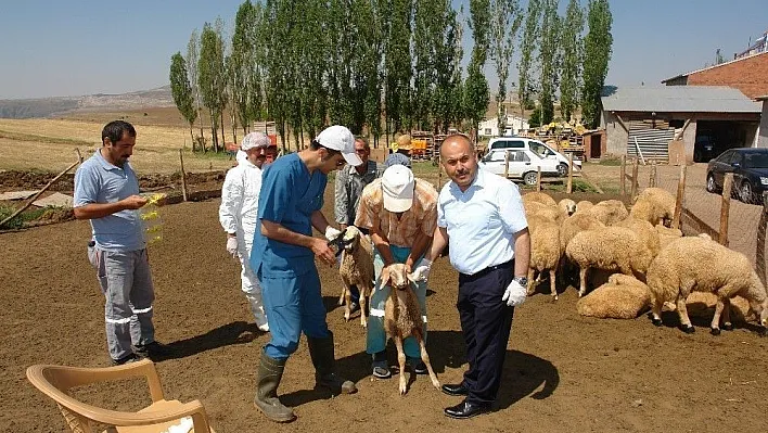 Aşılama ve küpeleme çalışmaları devam ediyor
