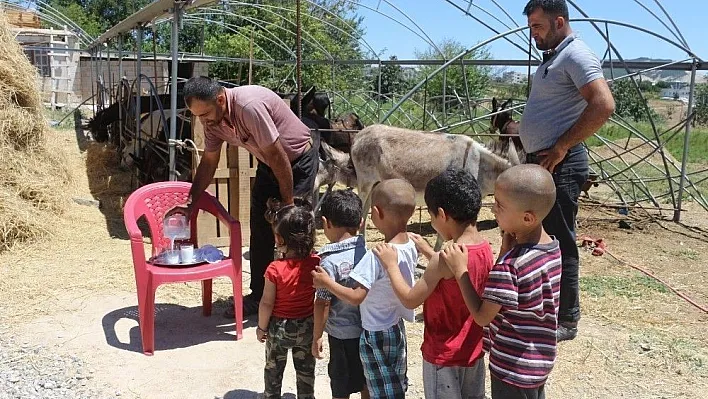 (Özel) Eşek sütü hem şifa hem de kazanç sağladı
