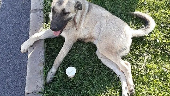 Vicdansız sürücü köpeğe çarpıp kaçtı
