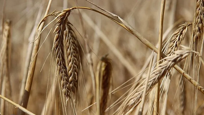 Türkiye'nin buğday ambarında hasat başladı
