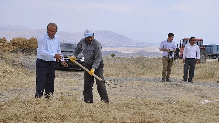 Arguvan'da nohut hasadı başladı
