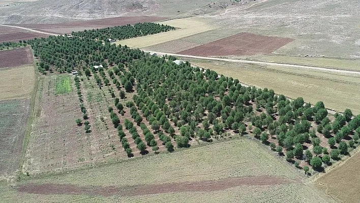 Bu yıl vişne dalları boş kaldı
