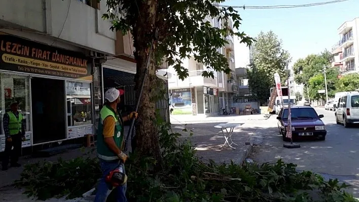 Şehir merkezindeki ağaçlarda bakım yapıldı
