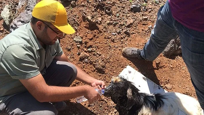 Yola dökülen zift, hayvanlar için büyük tehlike
