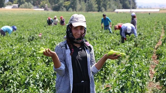 Kahramanmaraş'ta turşuluk biber üretimine başlandı
