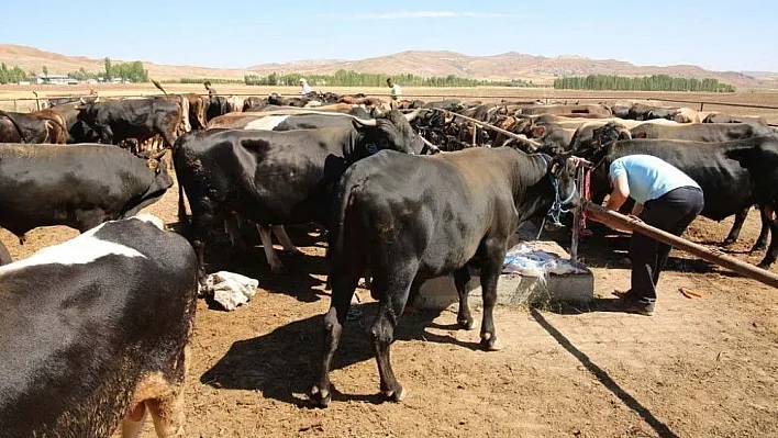 Kurban hizmetleri komisyon kararları açıklandı
