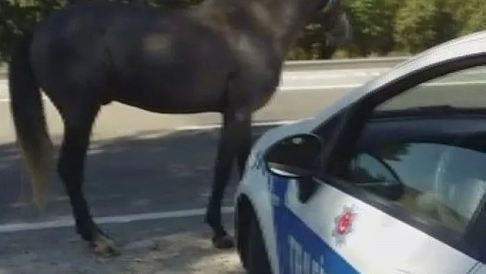 Uygulama noktasına giren at, polislere zor anlar yaşattı
