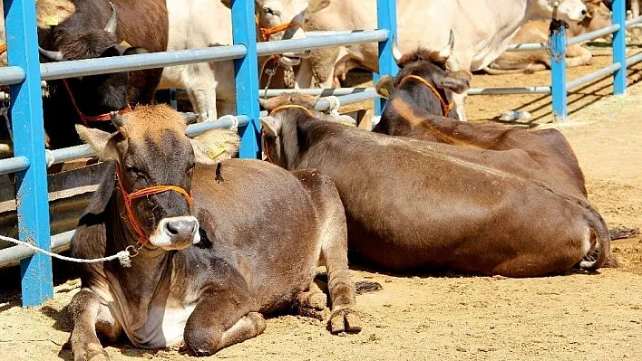 Kurbanlık alırken dikkat edilmesi gerekenler
