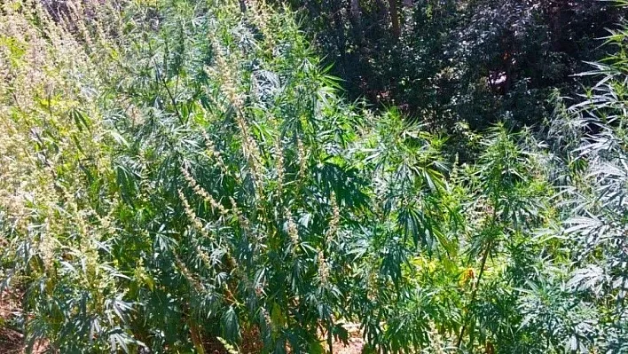 Tortum'da 107 bin kök kenevir ele geçirildi
