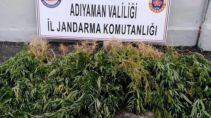 Jandarma kenevir ele geçirdi
