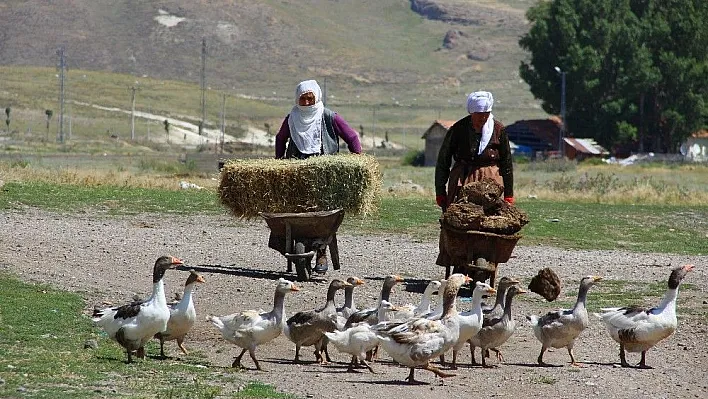 (Özel Haber) Kırsalda tezek geleneği
