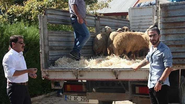 Tunceli'de genç çiftçilere bin 20 koyun dağıtıldı
