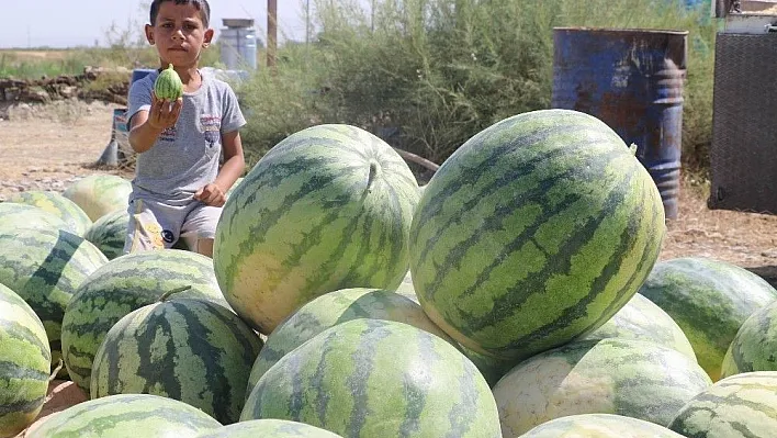 Onlarca kiloluk karpuzlar görücüye çıktı
