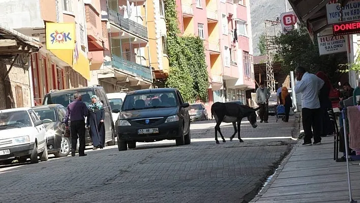 Sahipsiz eşek ilçede trafiği aksatıyor
