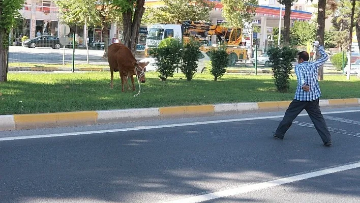 Kurbanlık dana ortalığı birbirine kattı
