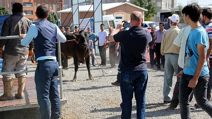 Erzurum'da 'Angus' cinsi kurbanlık güçlükle kesilebildi
