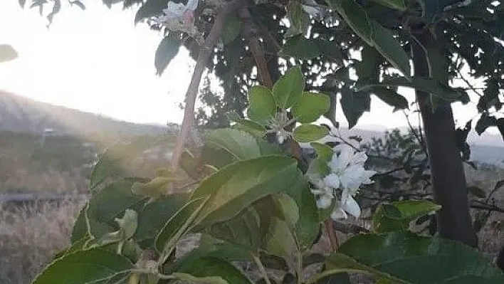 Elma ağacı yaz mevsiminde çiçek açtı