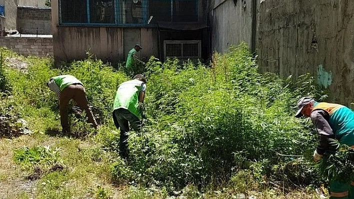 Erzurum'da 1 milyon 878 bin 665 kök Hint keneviri imha edildi
