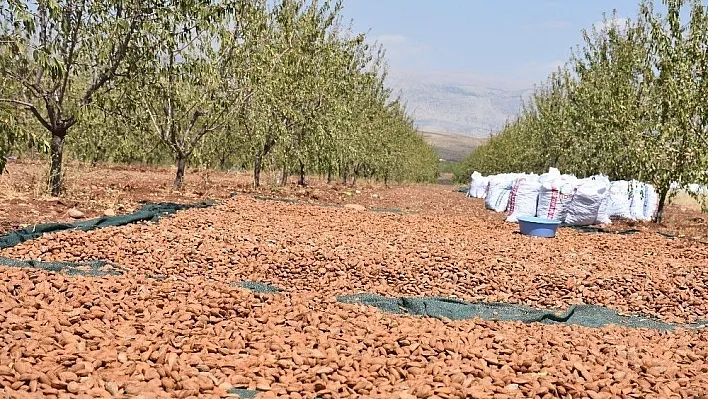 Adıyaman'da badem üreticileri hasattan memnun
