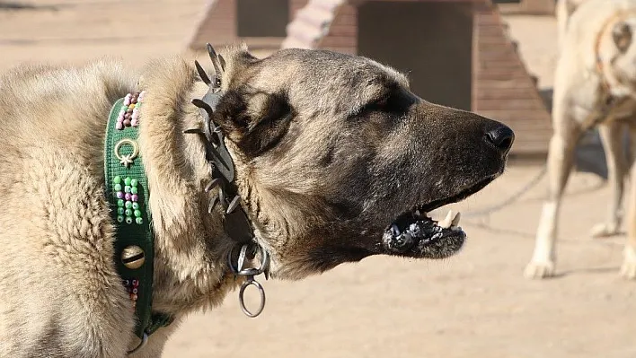 Dünya 'kangal'ı kabul etti
